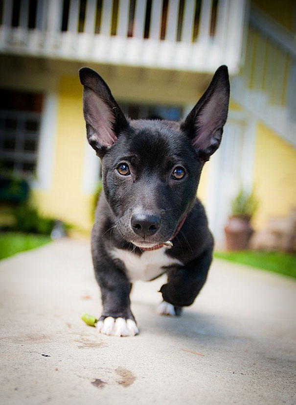  Corgi Cross Breeds