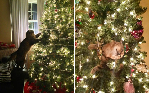 19 fluffy warriors who declared war on Christmas trees, and they would make everyone laugh, except for the  cat owners