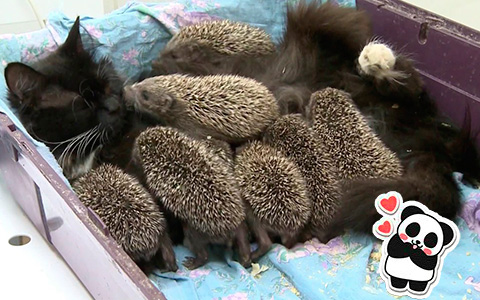 Mothers are the best creatures: Cat adopts orphaned baby hedgehogs