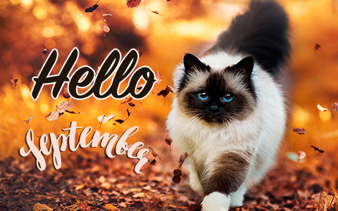 Have a happy first day of september with these new Hello September images and pictures