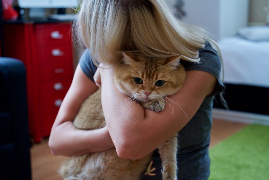 Meet Hosico, super cute cat with green eyes