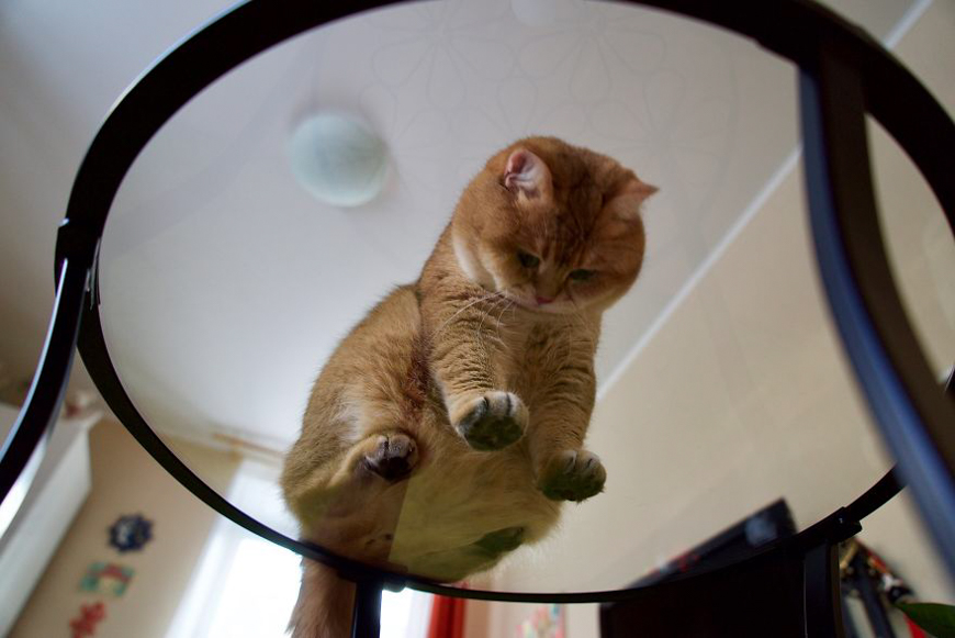 Meet Hosico, super cute cat with green eyes