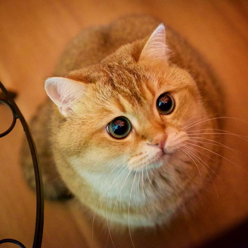 Hosico cat