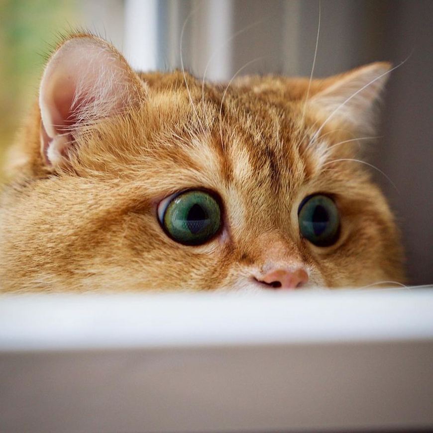 Meet Hosico, super cute cat with green eyes