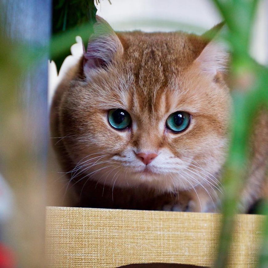 Meet Hosico, super cute cat with green eyes