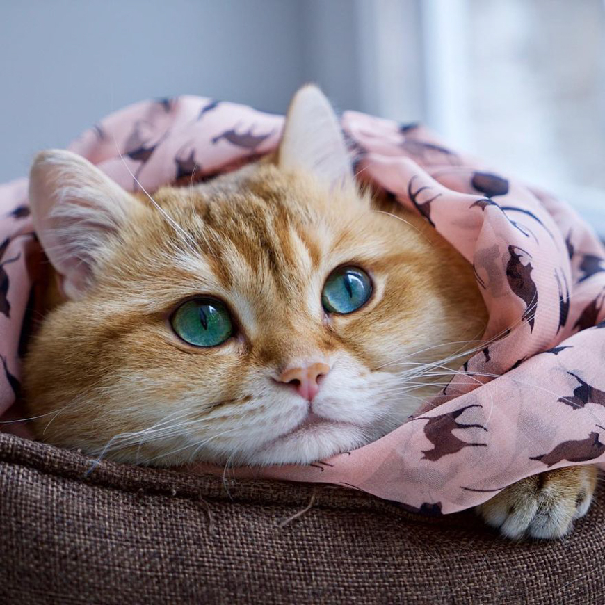 Meet Hosico, super cute cat with green eyes