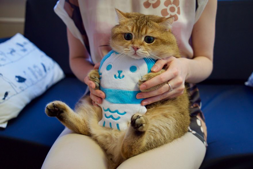 Meet Hosico, super cute cat with green eyes