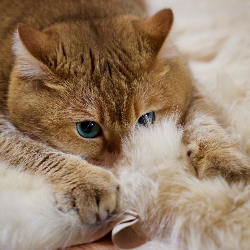 Meet Hosico, super cute cat with green eyes