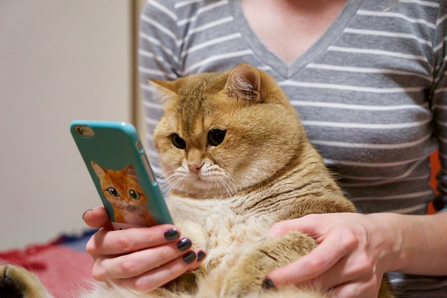 Meet Hosico, super cute cat with green eyes