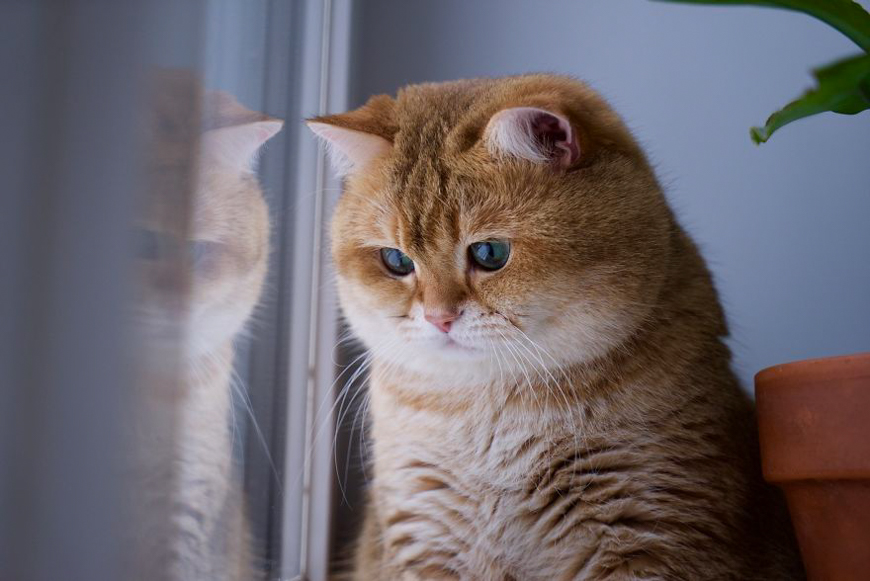 Meet Hosico, super cute cat with green eyes