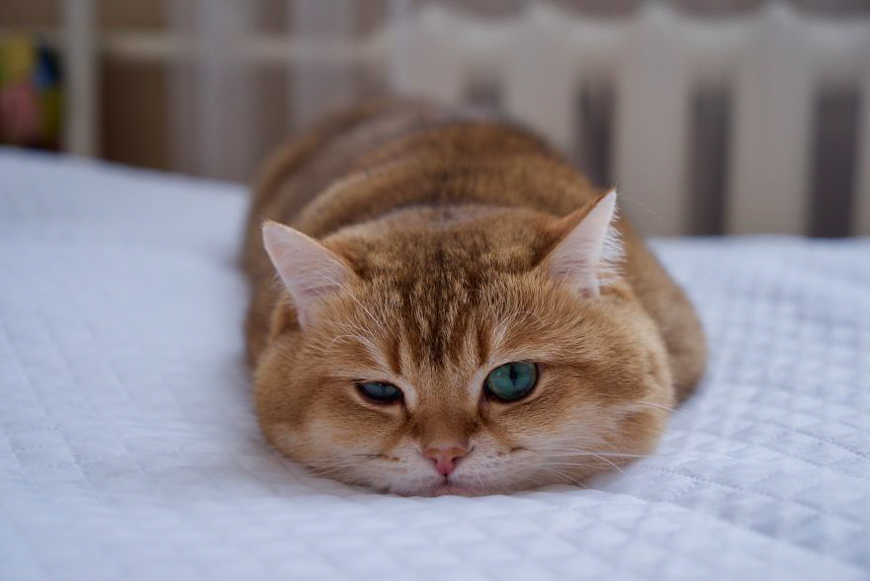 Meet Hosico, super cute cat with green eyes