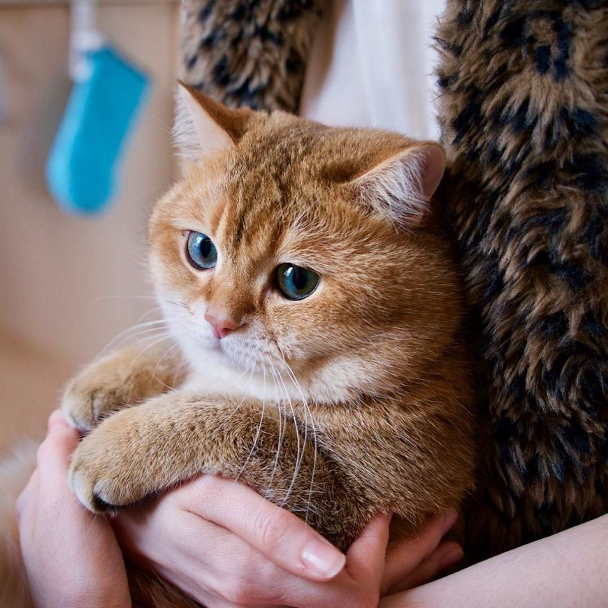 Meet Hosico, super cute cat with green eyes