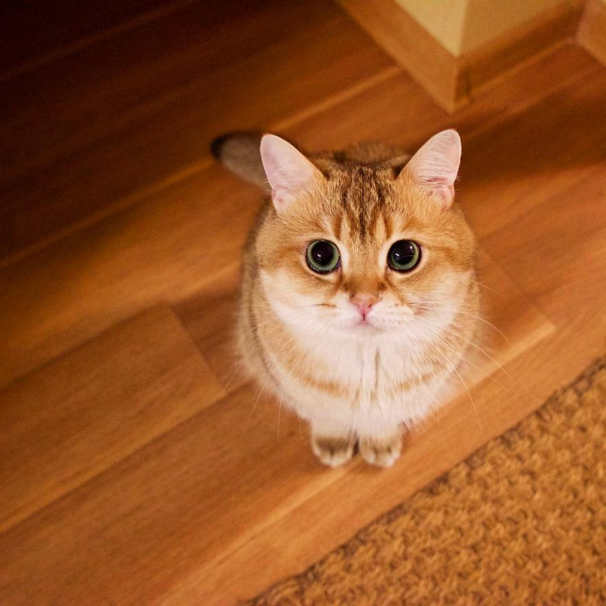 Meet Hosico, super cute cat with green eyes