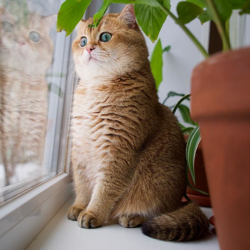 Meet Hosico, super cute cat with green eyes