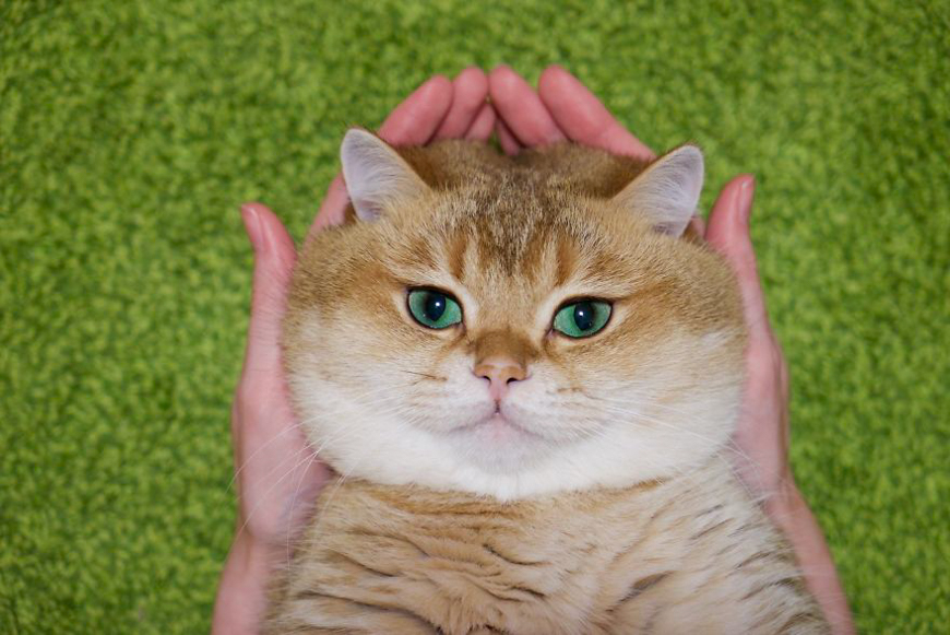 Meet Hosico, super cute cat with green eyes