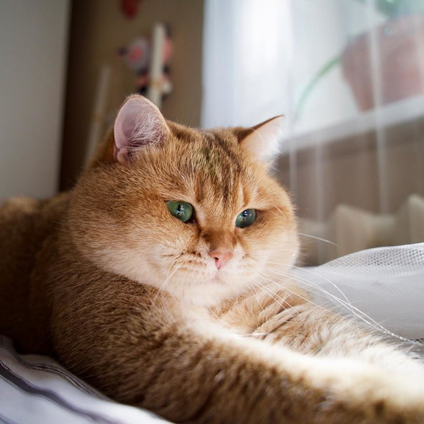 Meet Hosico, super cute cat with green eyes