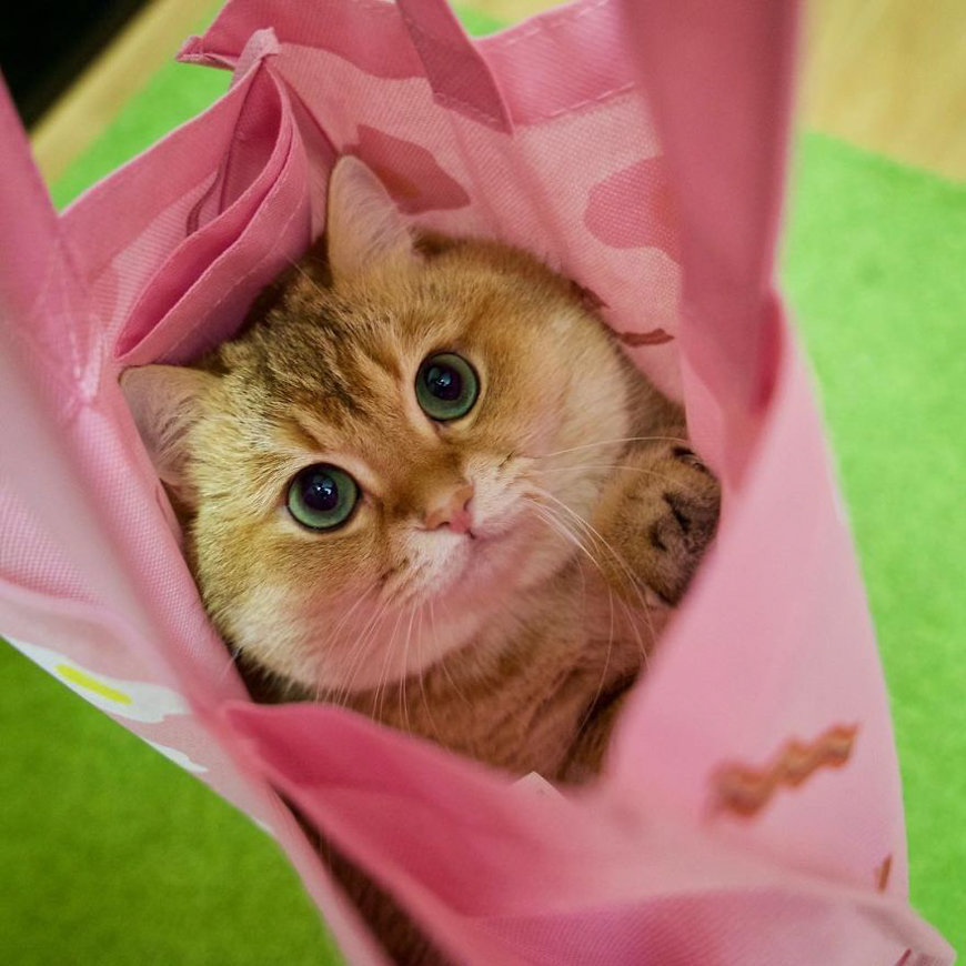 Meet Hosico, super cute cat with green eyes