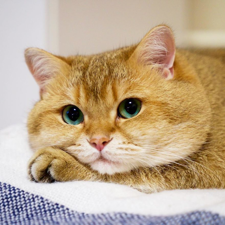Meet Hosico, super cute cat with green eyes