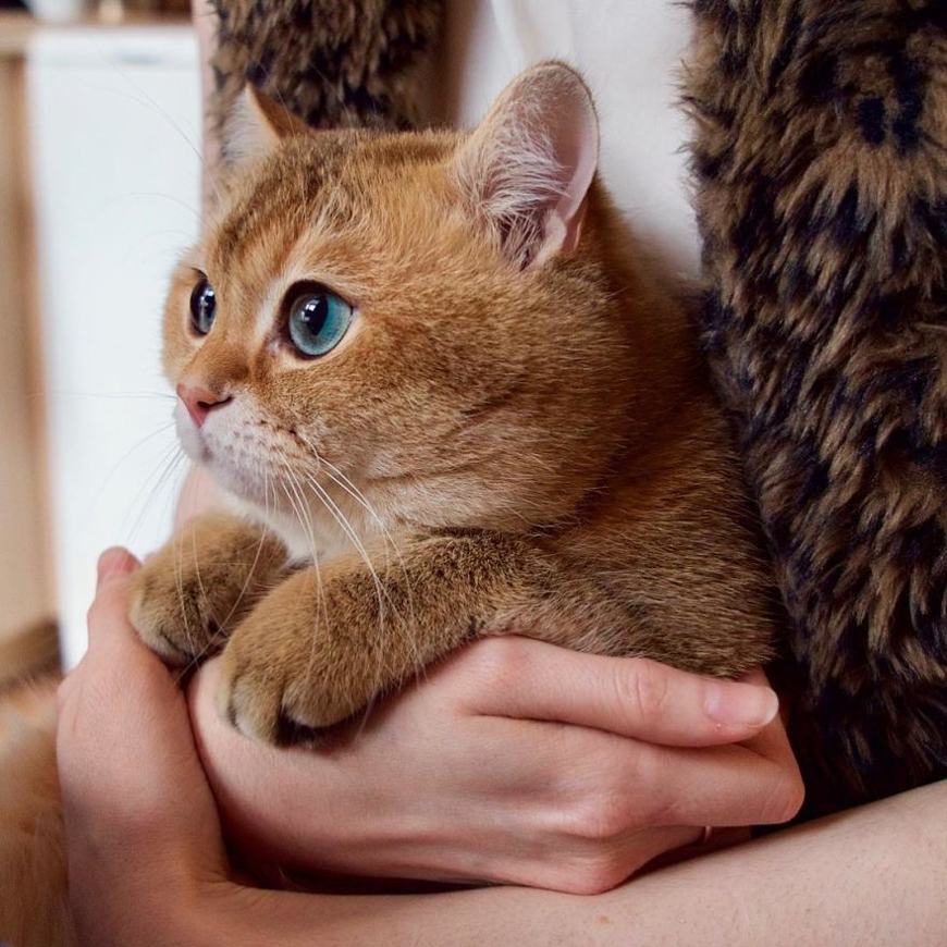 Meet Hosico, super cute cat with green eyes