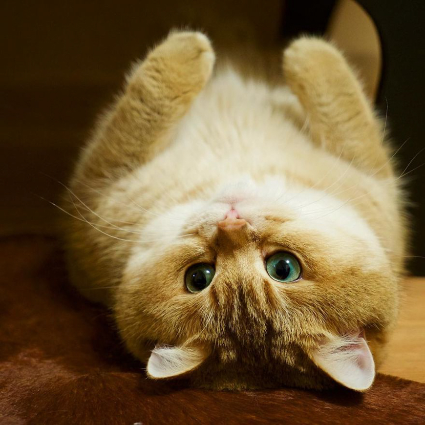 Meet Hosico, super cute cat with green eyes