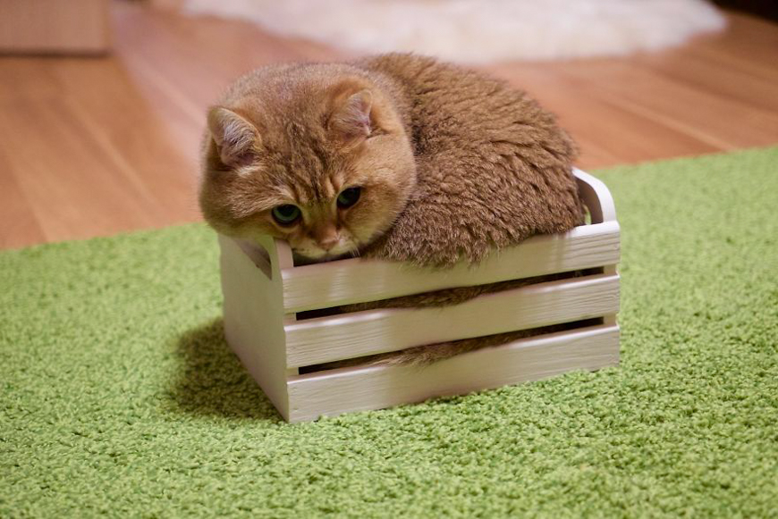 Meet Hosico, super cute cat with green eyes