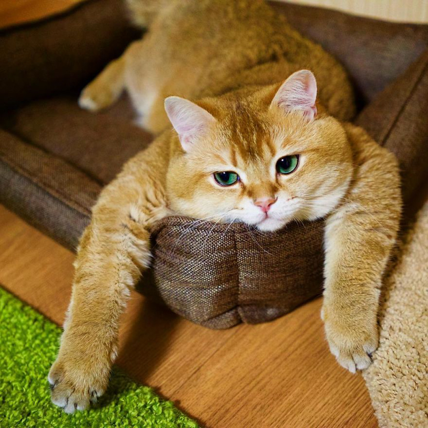 Meet Hosico, super cute cat with green eyes