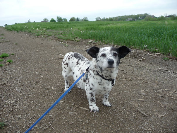  Corgi Cross Breeds