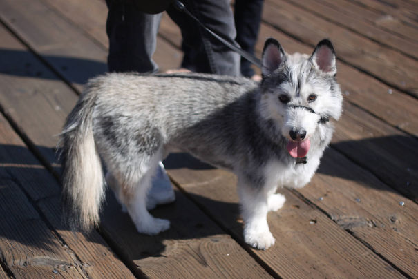  Corgi Cross Breeds