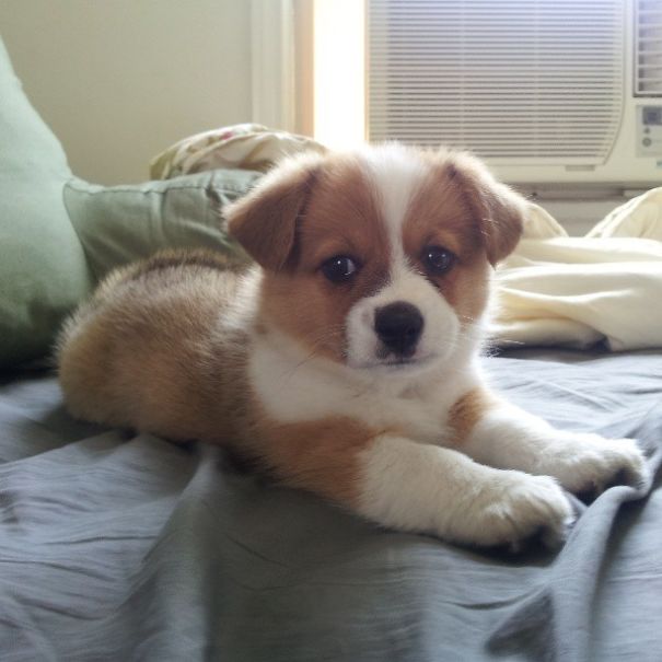  Corgi Cross Breeds