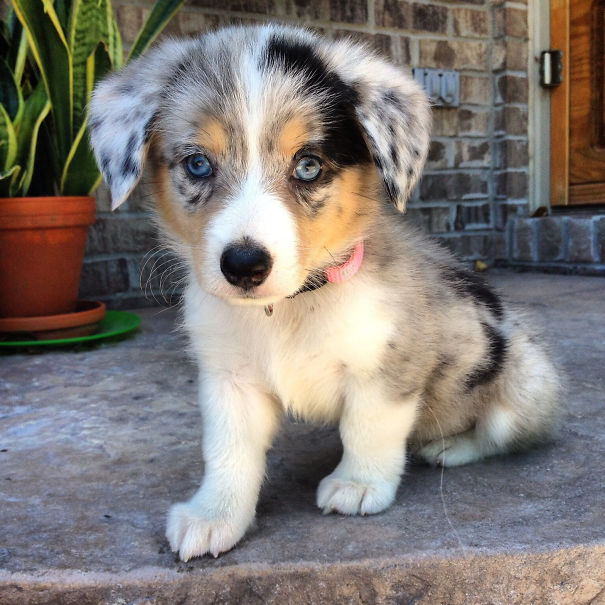  Corgi Cross Breeds