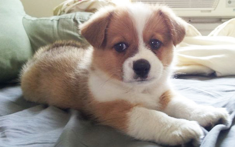 Corgi Cross Breeds