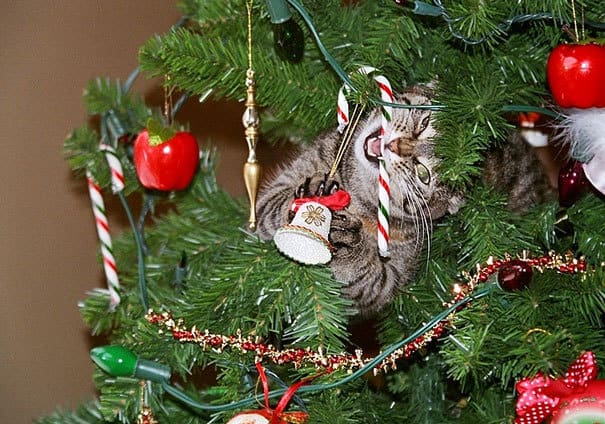 Cats againts the christmas tree