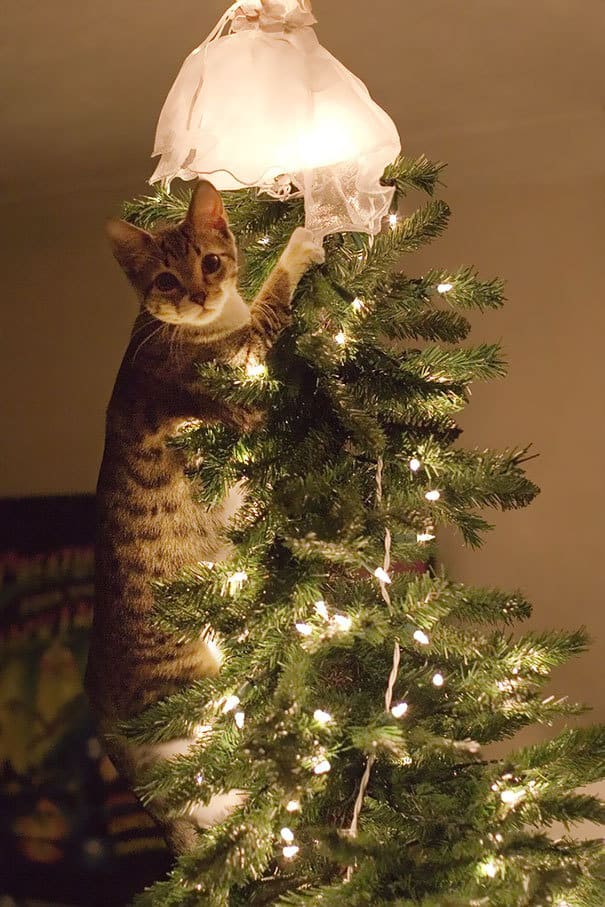 Cats againts the christmas tree