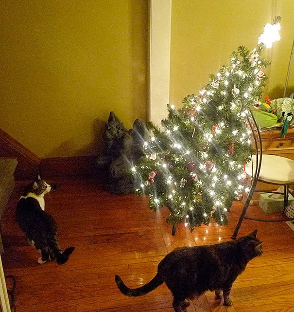 Cats againts the christmas tree