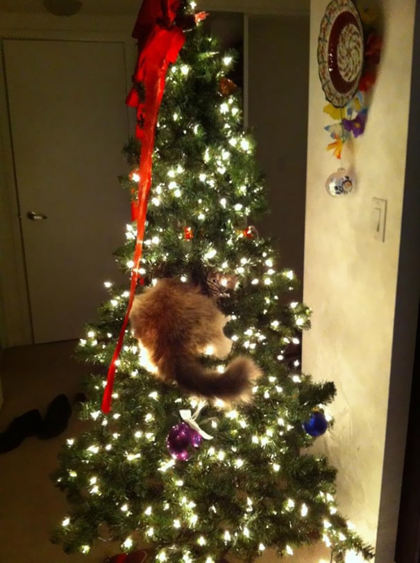 Cats againts the christmas tree