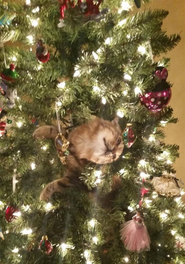 Cats againts the christmas tree