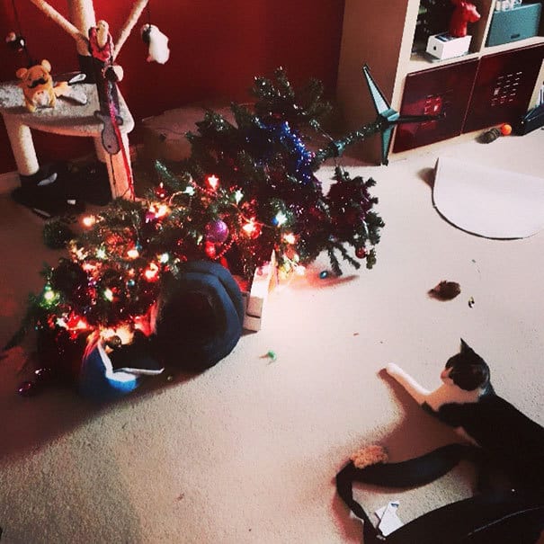 Cats againts the christmas tree