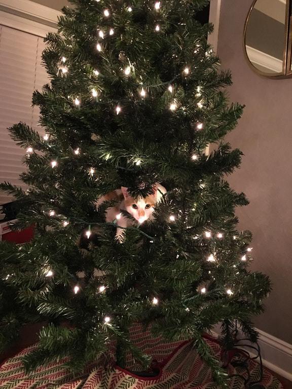 Cats againts the christmas tree