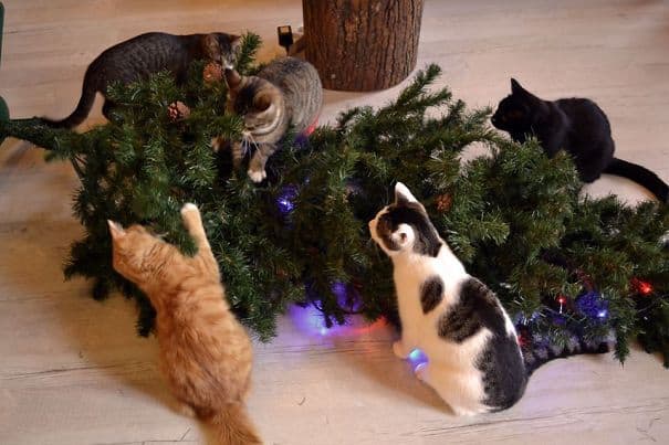 Cats againts the christmas tree