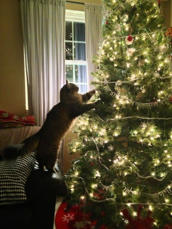 Cats againts the christmas tree