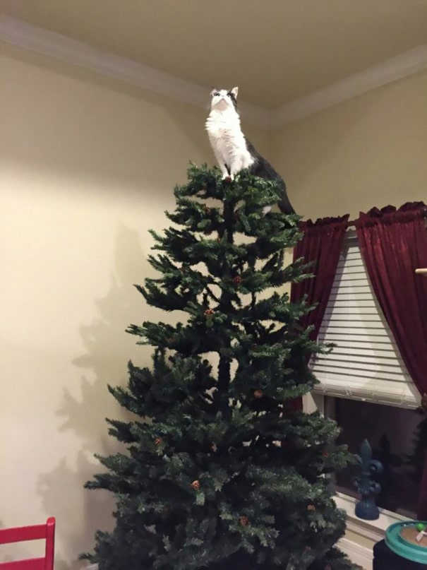 Cat star on christmas tree