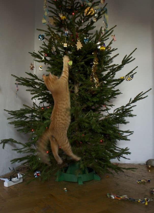 Cats againts the christmas tree