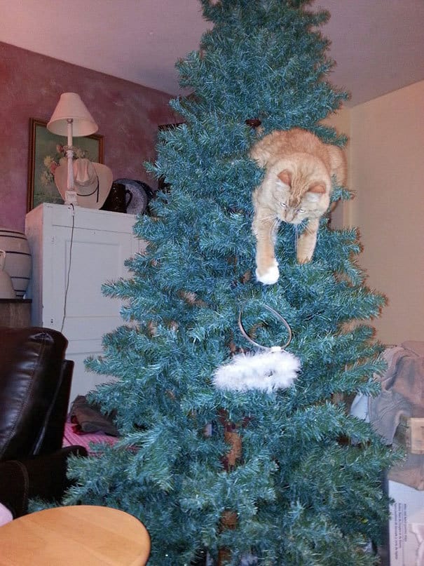 Cats againts the christmas tree