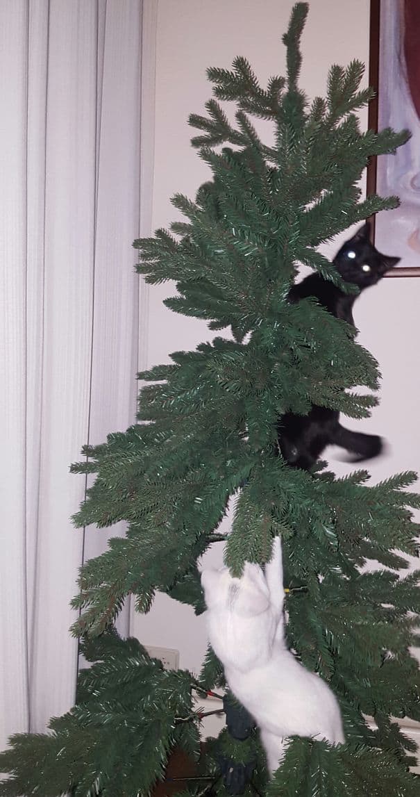 Cats againts the christmas tree