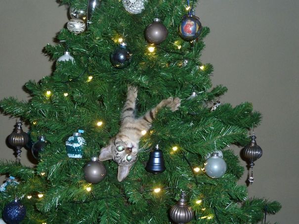 Cats againts the christmas tree