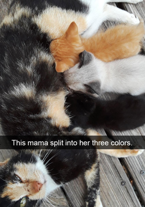 Cutest Snapchats with cats in 2018
