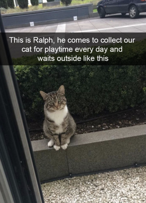 Cutest Snapchats with cats in 2018