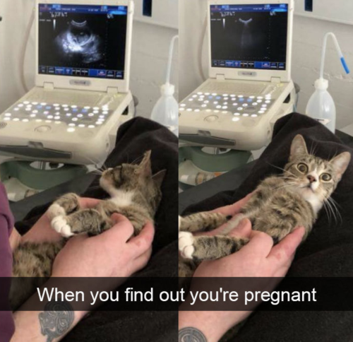 Cutest Snapchats with cats in 2018