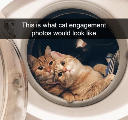 Cutest Snapchats with cats in 2018