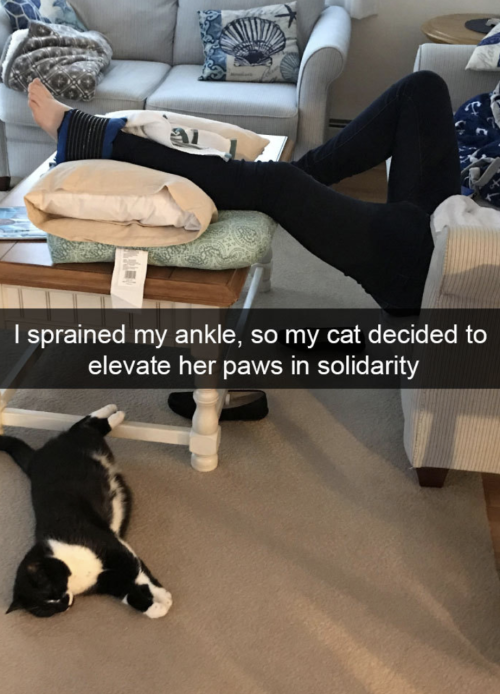 Cutest Snapchats with cats in 2018